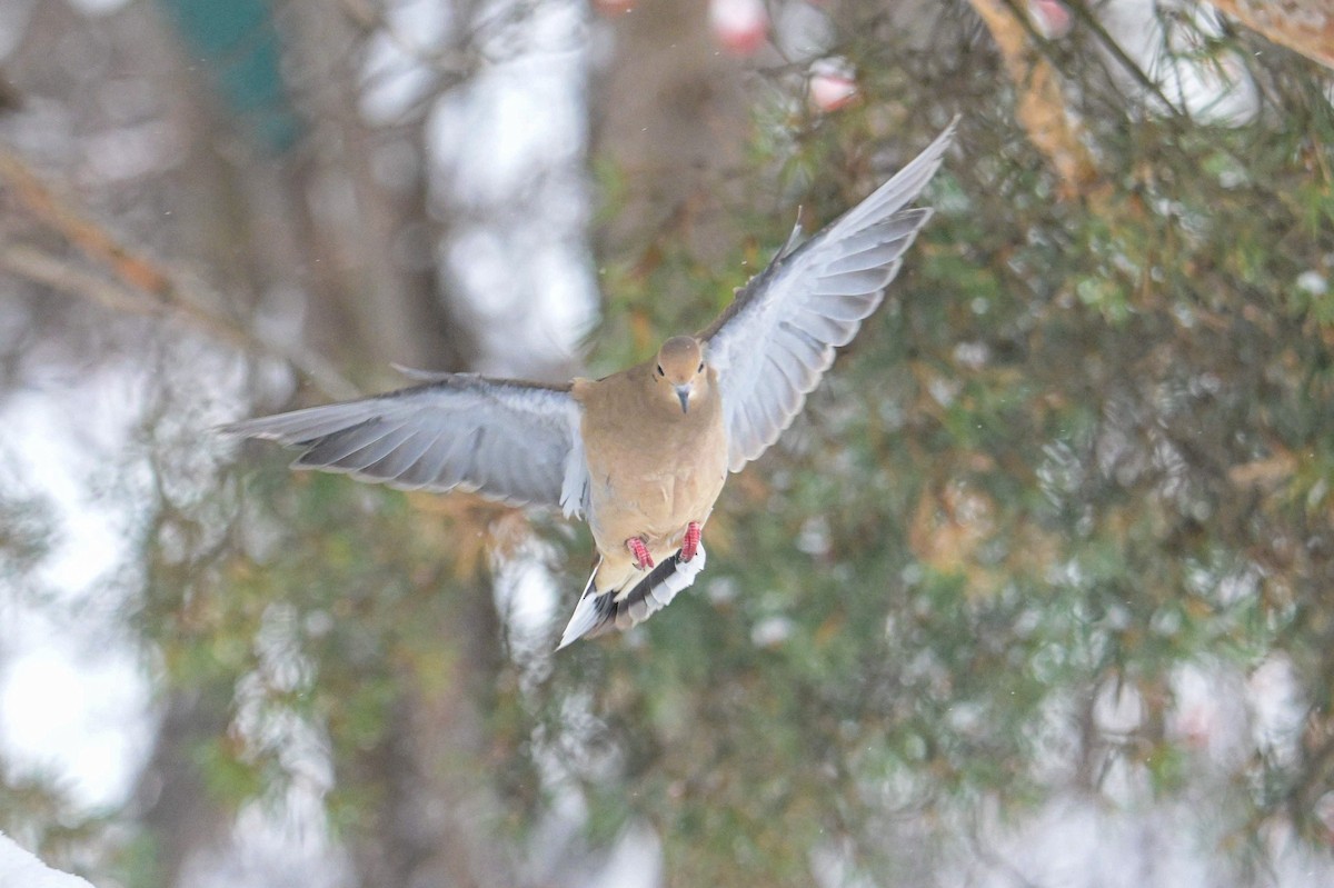 Zenaida arrunta - ML646931664