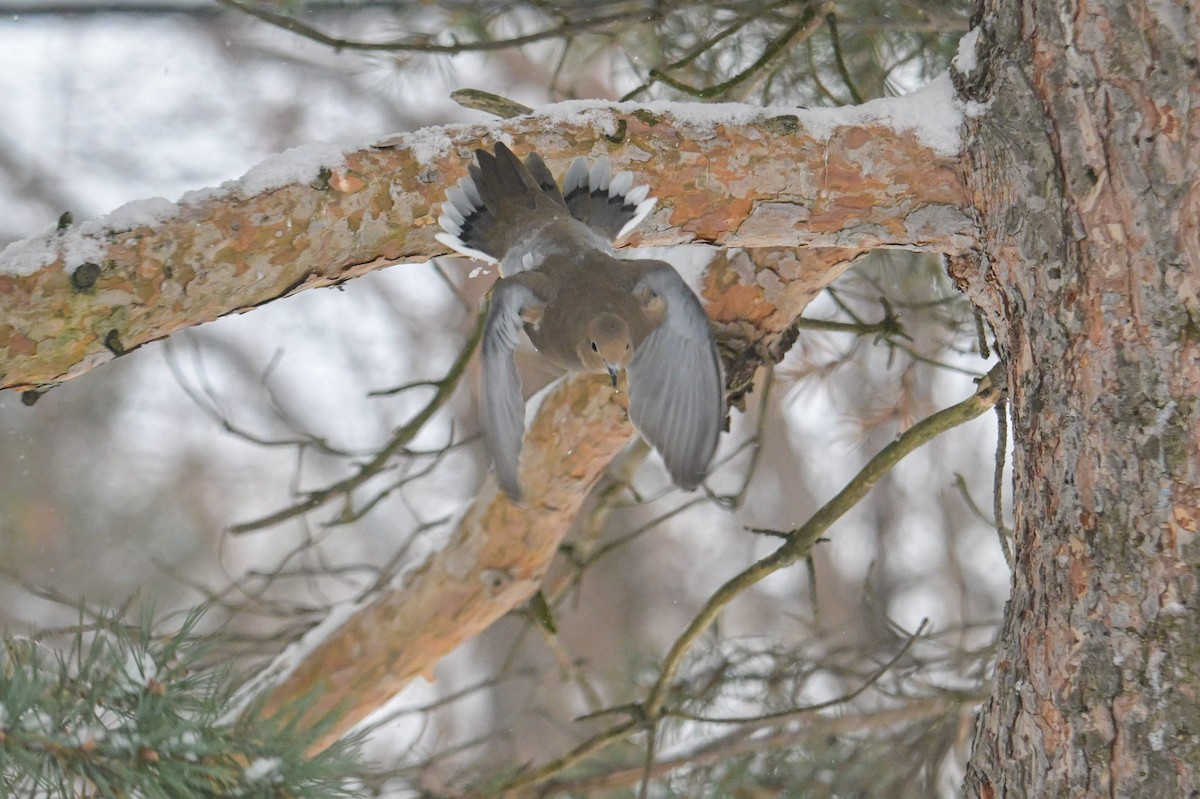 Zenaida arrunta - ML646931665