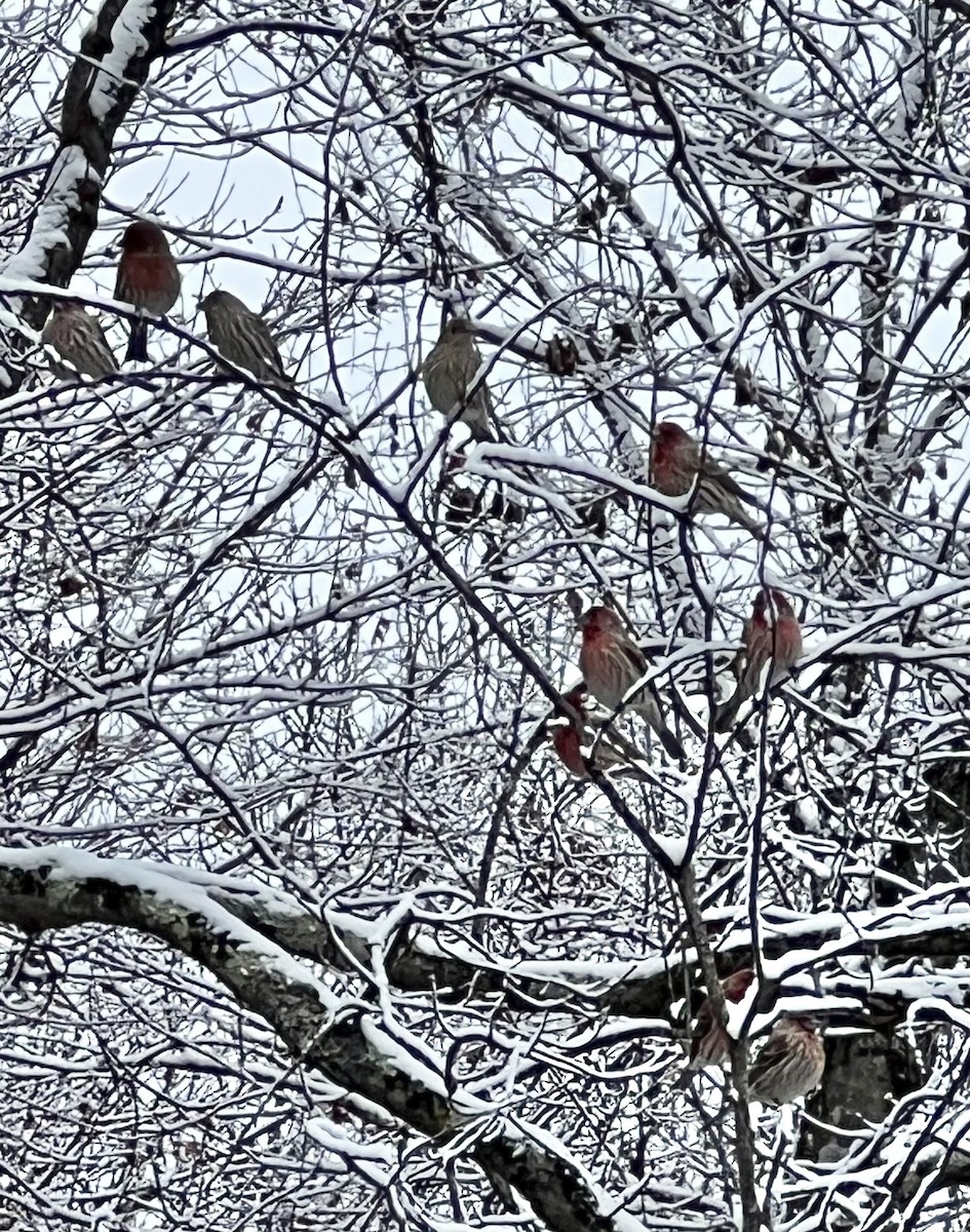 husrosenfink - ML646931667