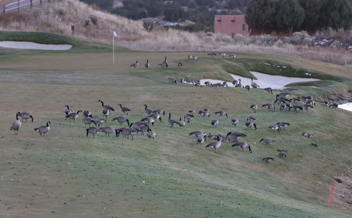 Barnacla Canadiense Grande - ML646931668