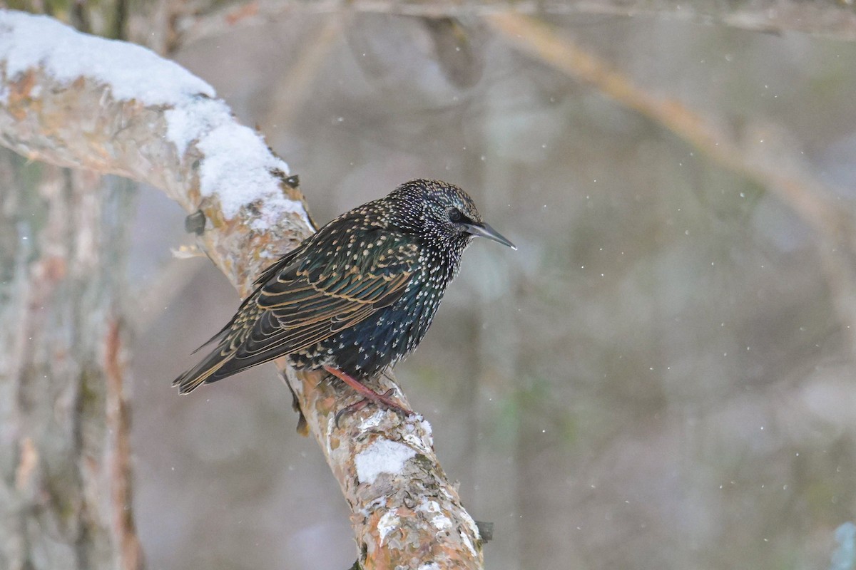 Arabazozo pikarta - ML646931673