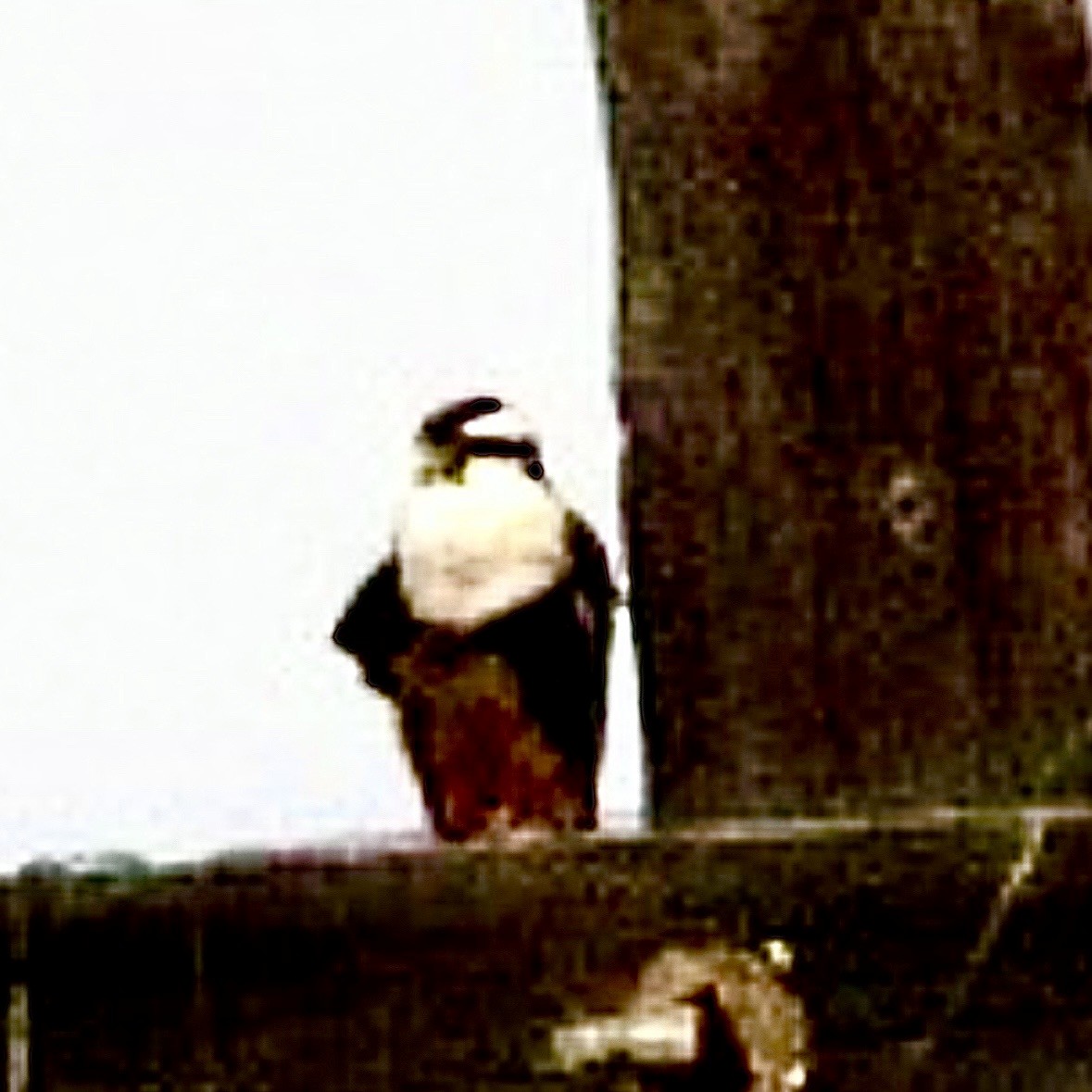 Halcón Aleto - ML646931675