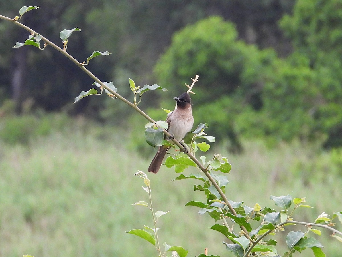Common Bulbul (Dark-capped) - ML646931679