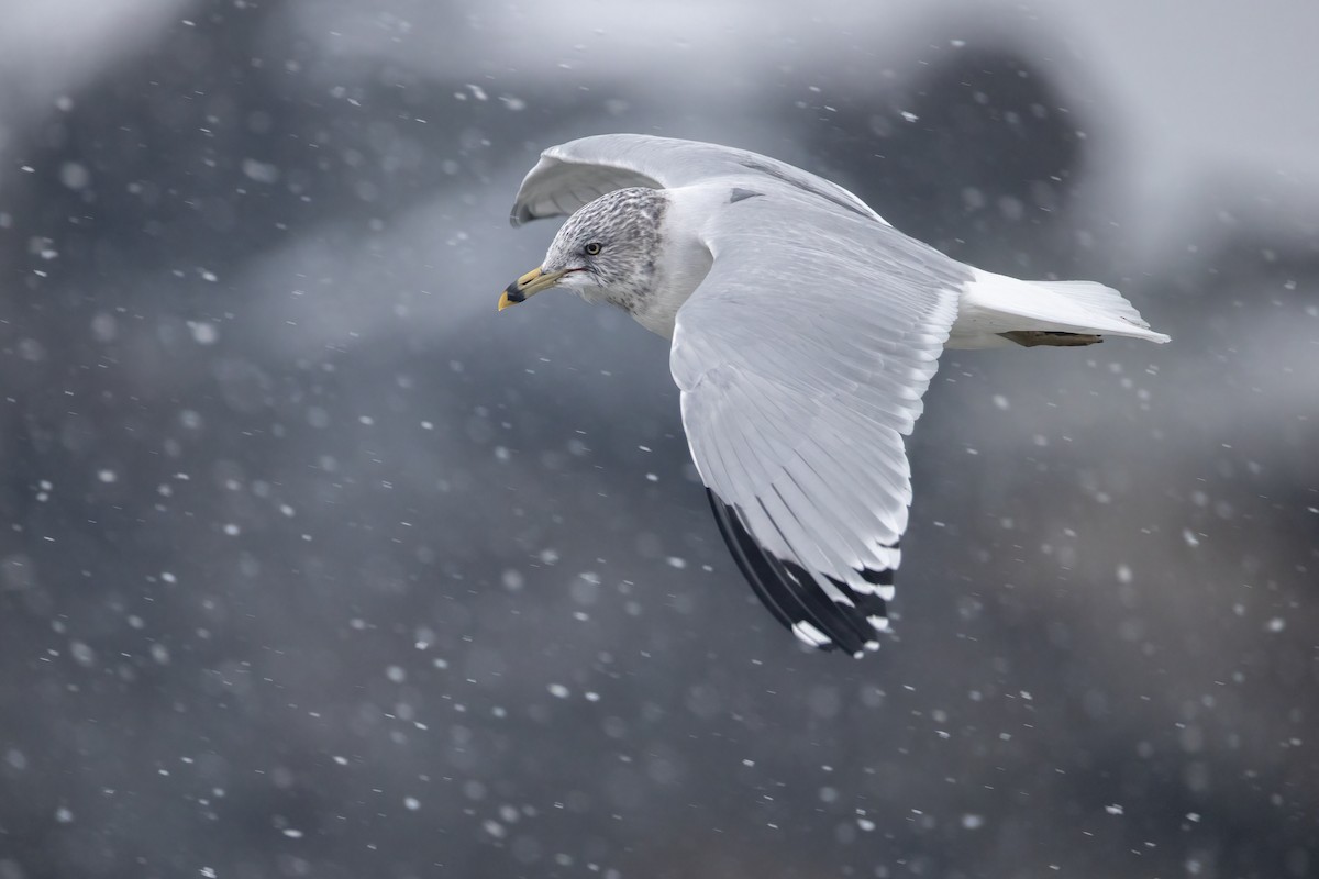 Ring-billed Gull - ML646931680