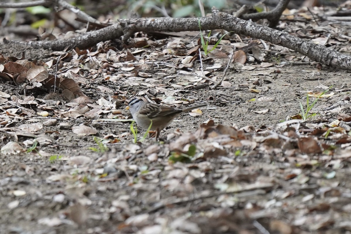 hvitkronespurv - ML646931682