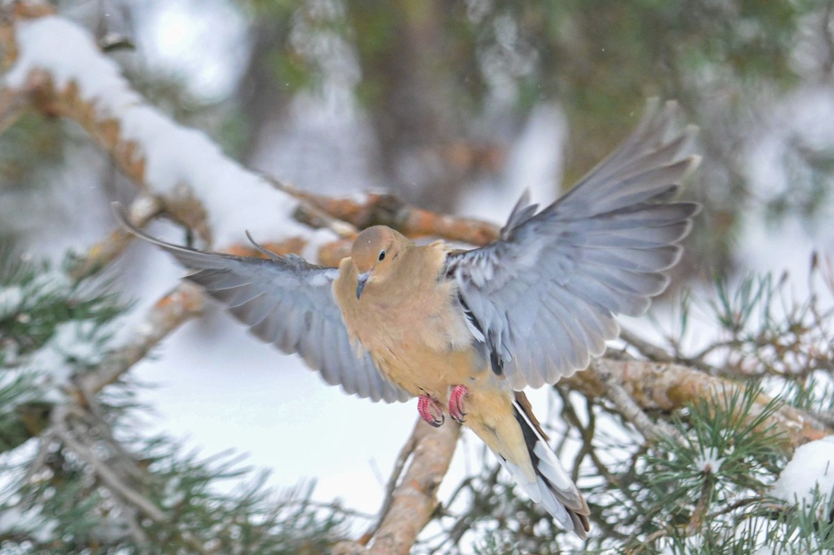 Zenaida arrunta - ML646931684