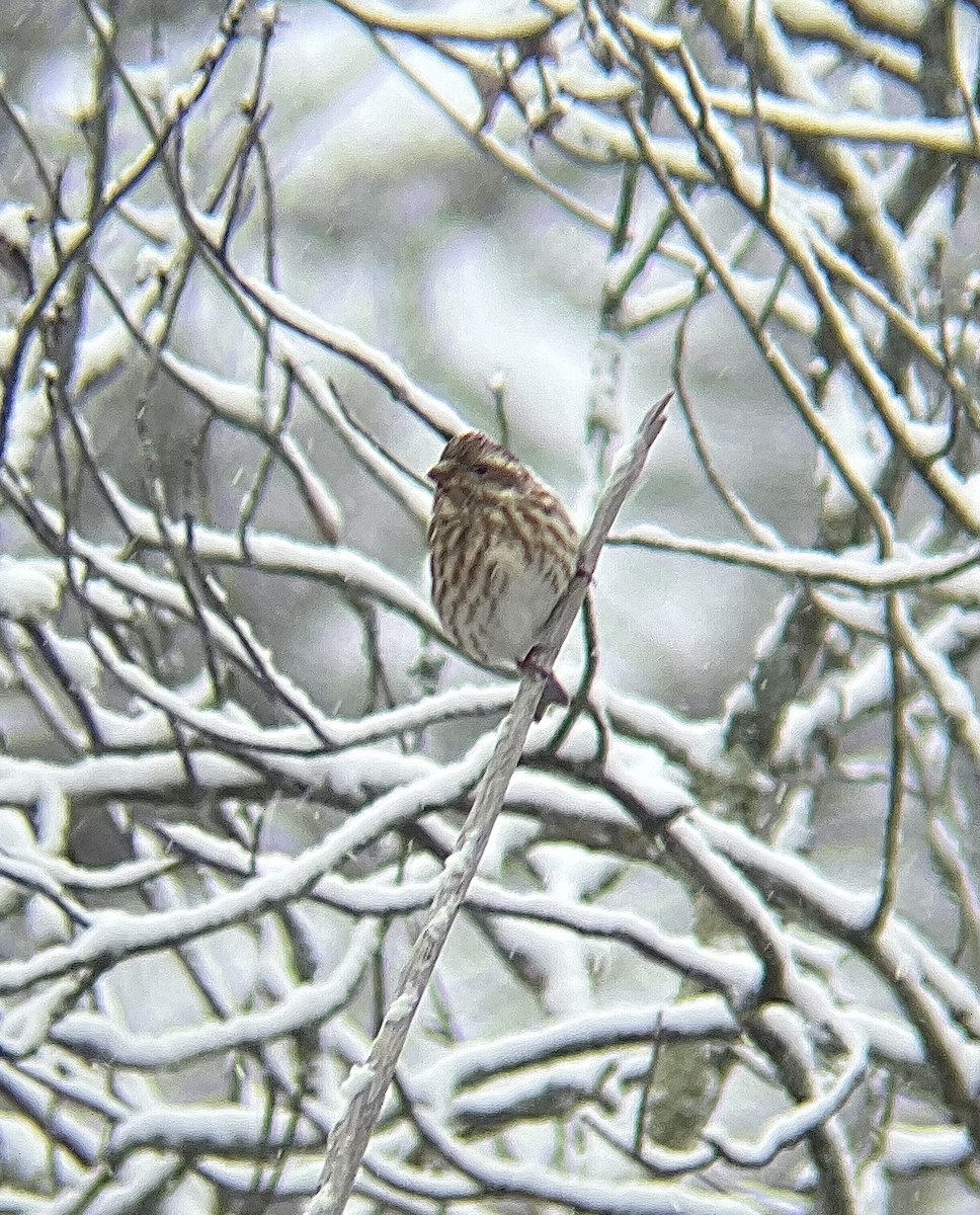 purpurfink (purpureus) - ML646931685