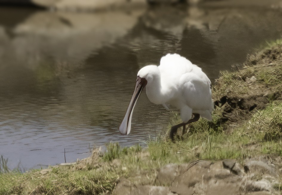 African Spoonbill - ML646931690