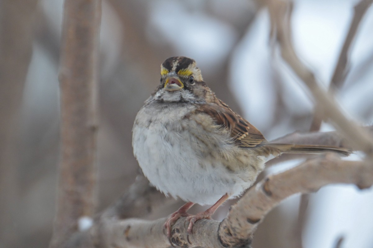 White-throated Sparrow - ML646931694