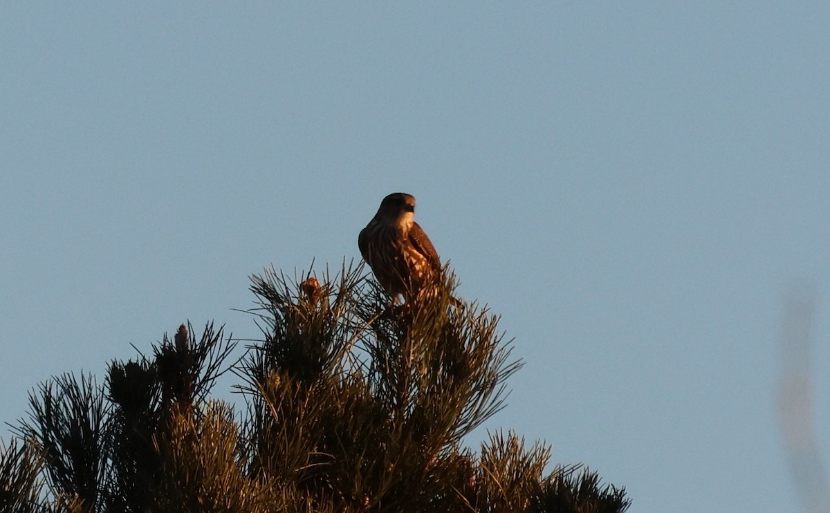 Esmerejón - ML646931695