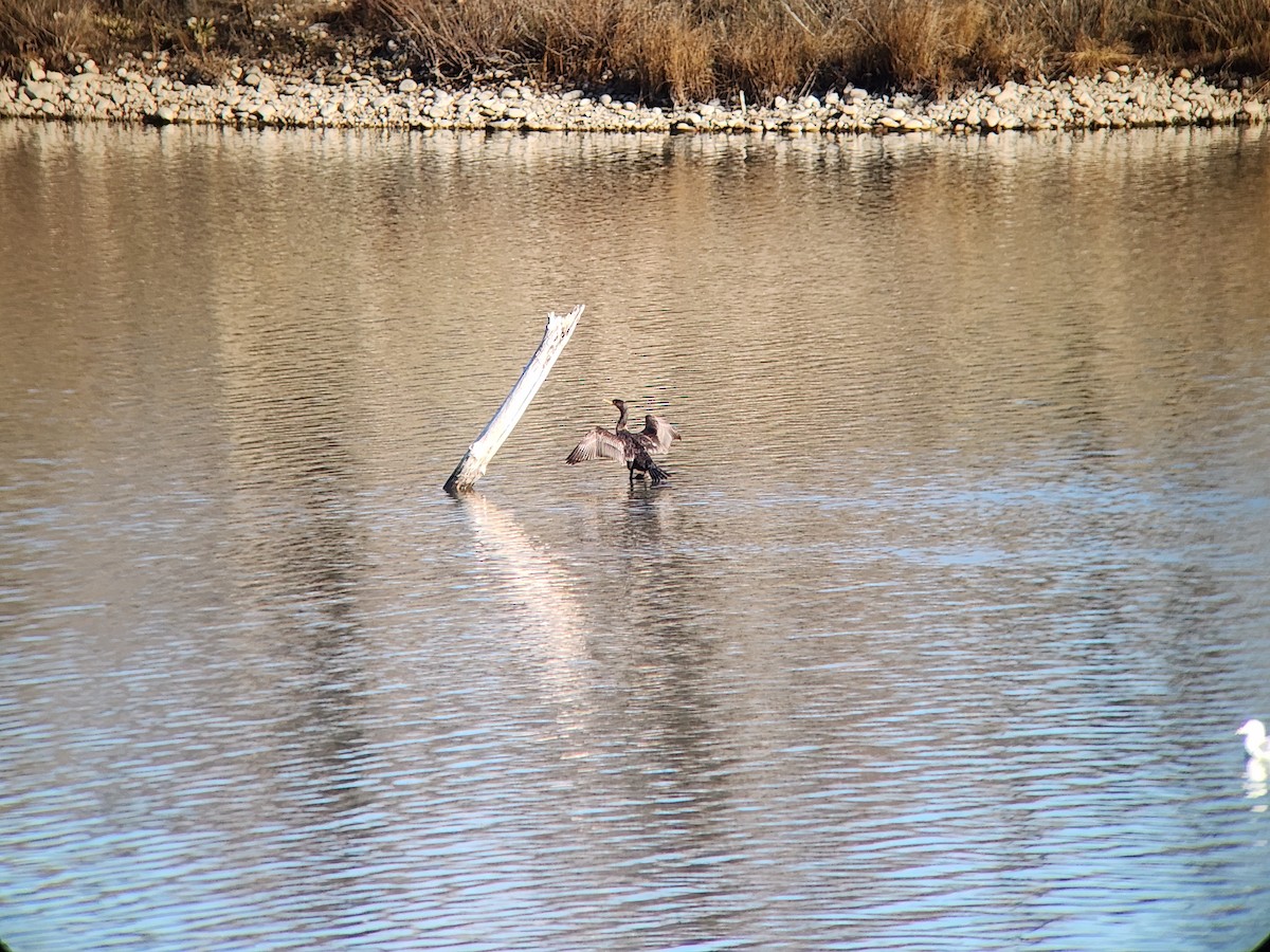 Double-crested Cormorant - ML646931696