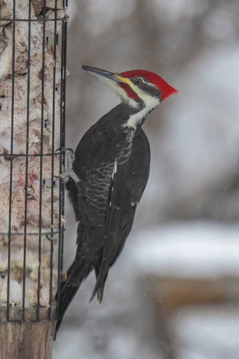 Pileated Woodpecker - ML646931697