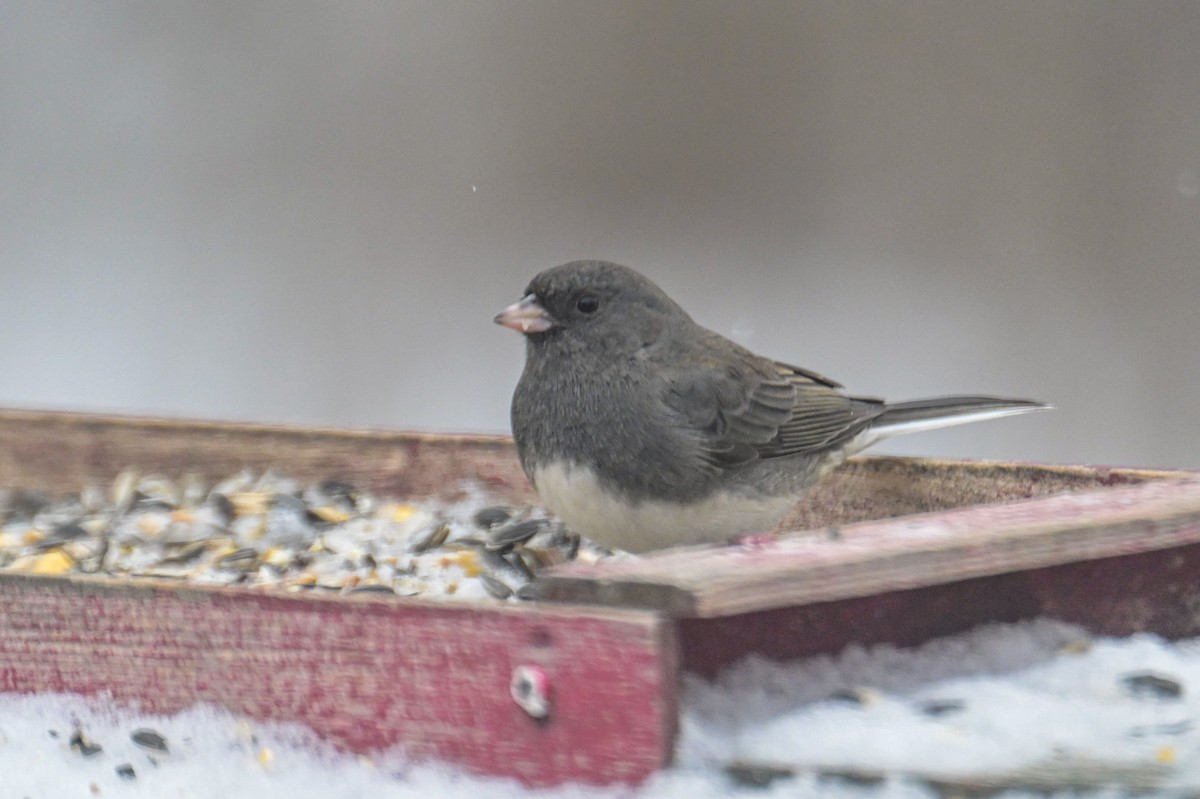 Dark-eyed Junco - ML646931698