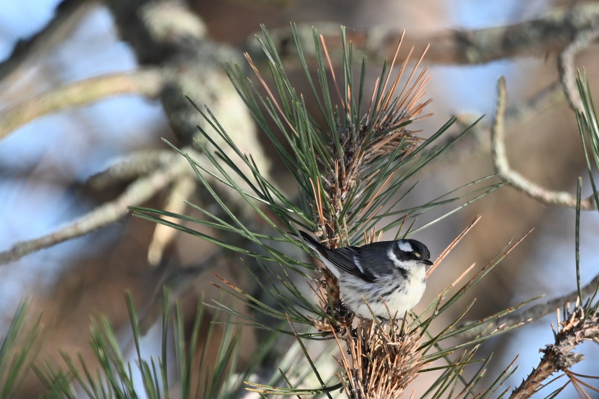 Kara Şeritli Ötleğen - ML646931699