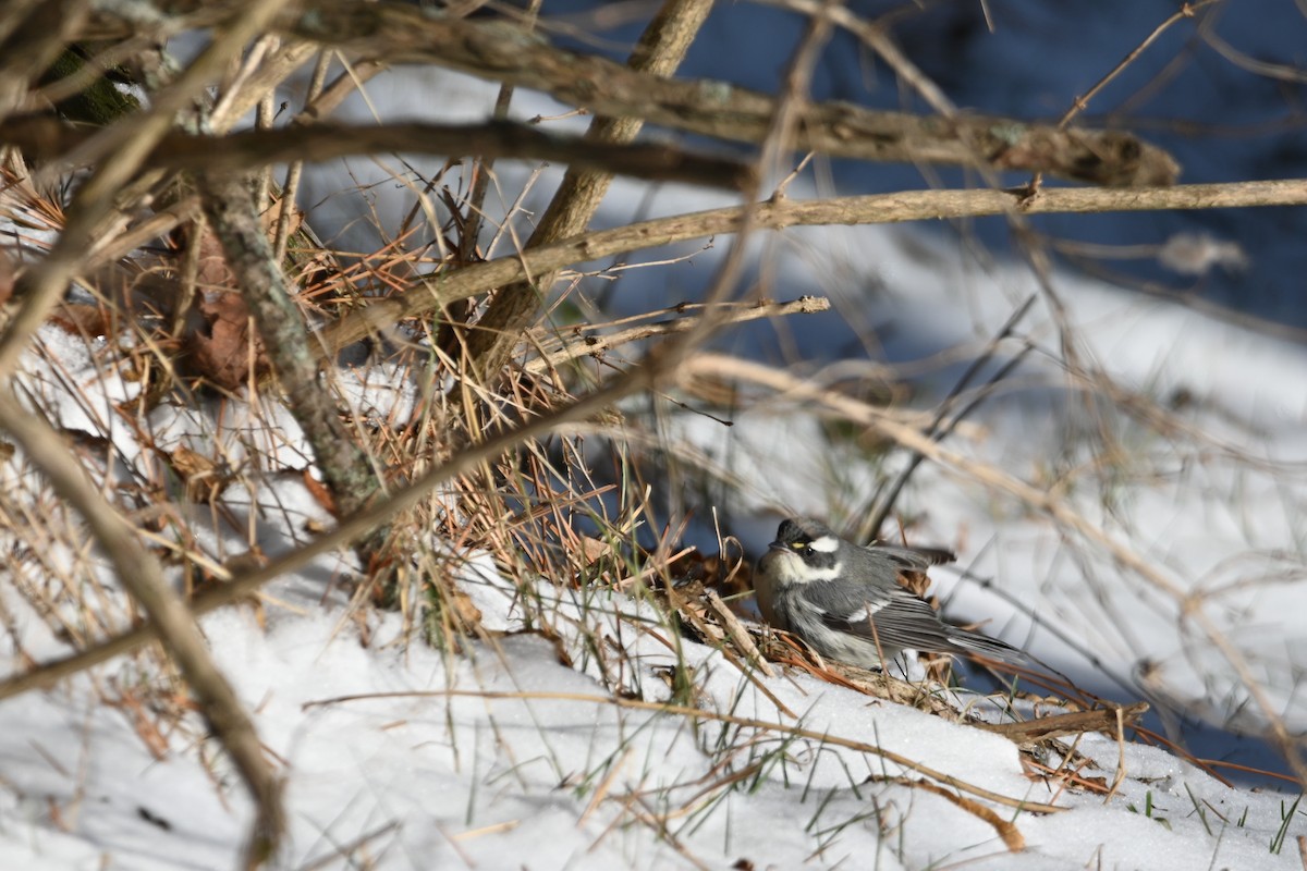 Kara Şeritli Ötleğen - ML646931710