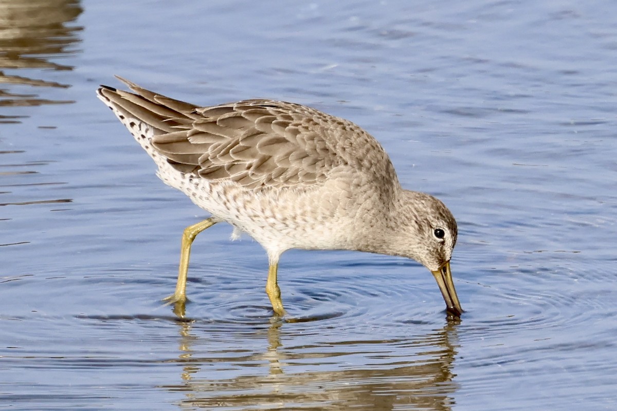 Uzun Gagalı Suçulluğu - ML646931711