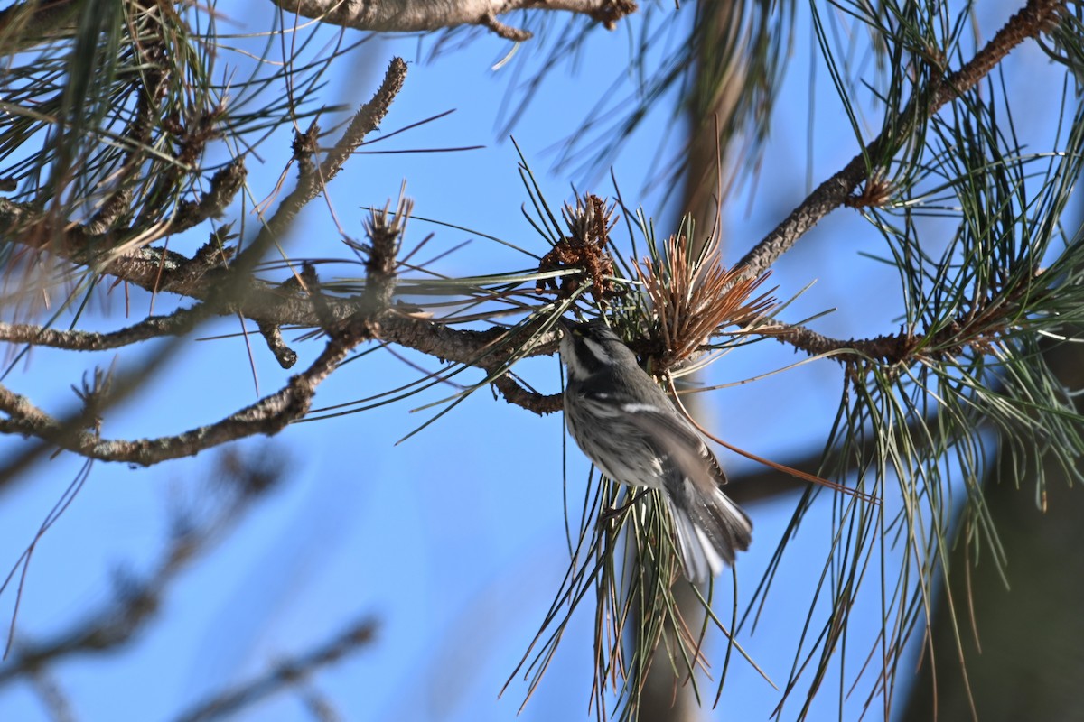 Kara Şeritli Ötleğen - ML646931712