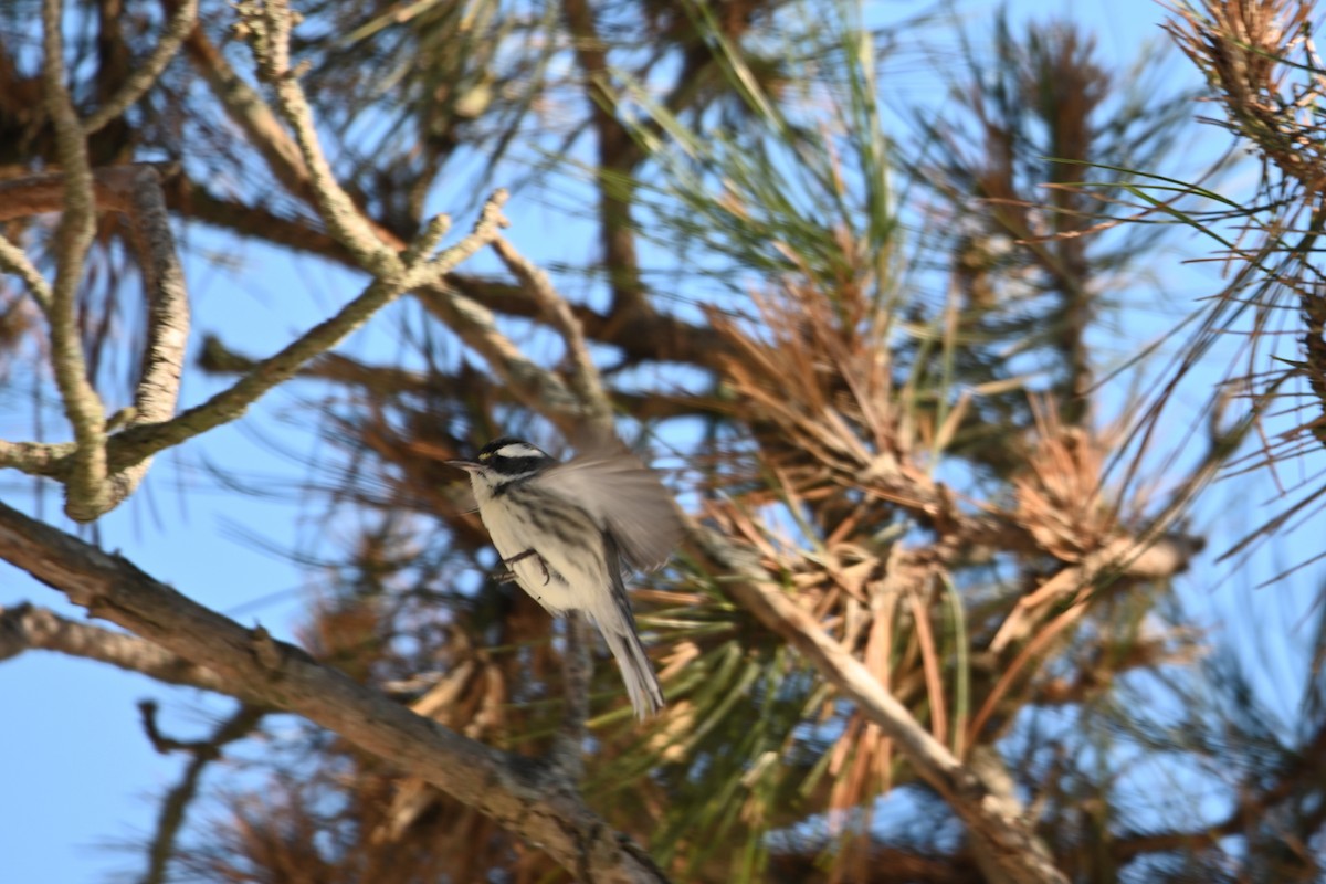 Kara Şeritli Ötleğen - ML646931713