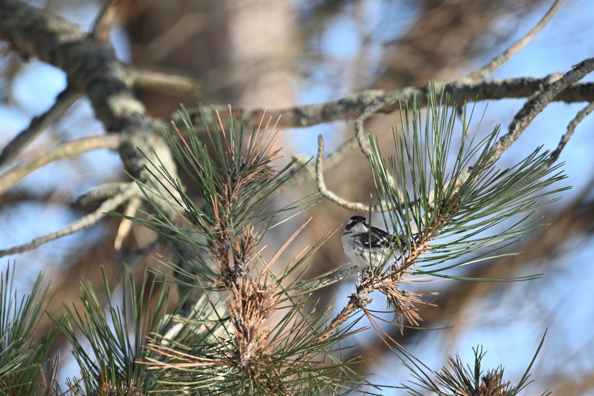 Kara Şeritli Ötleğen - ML646931714