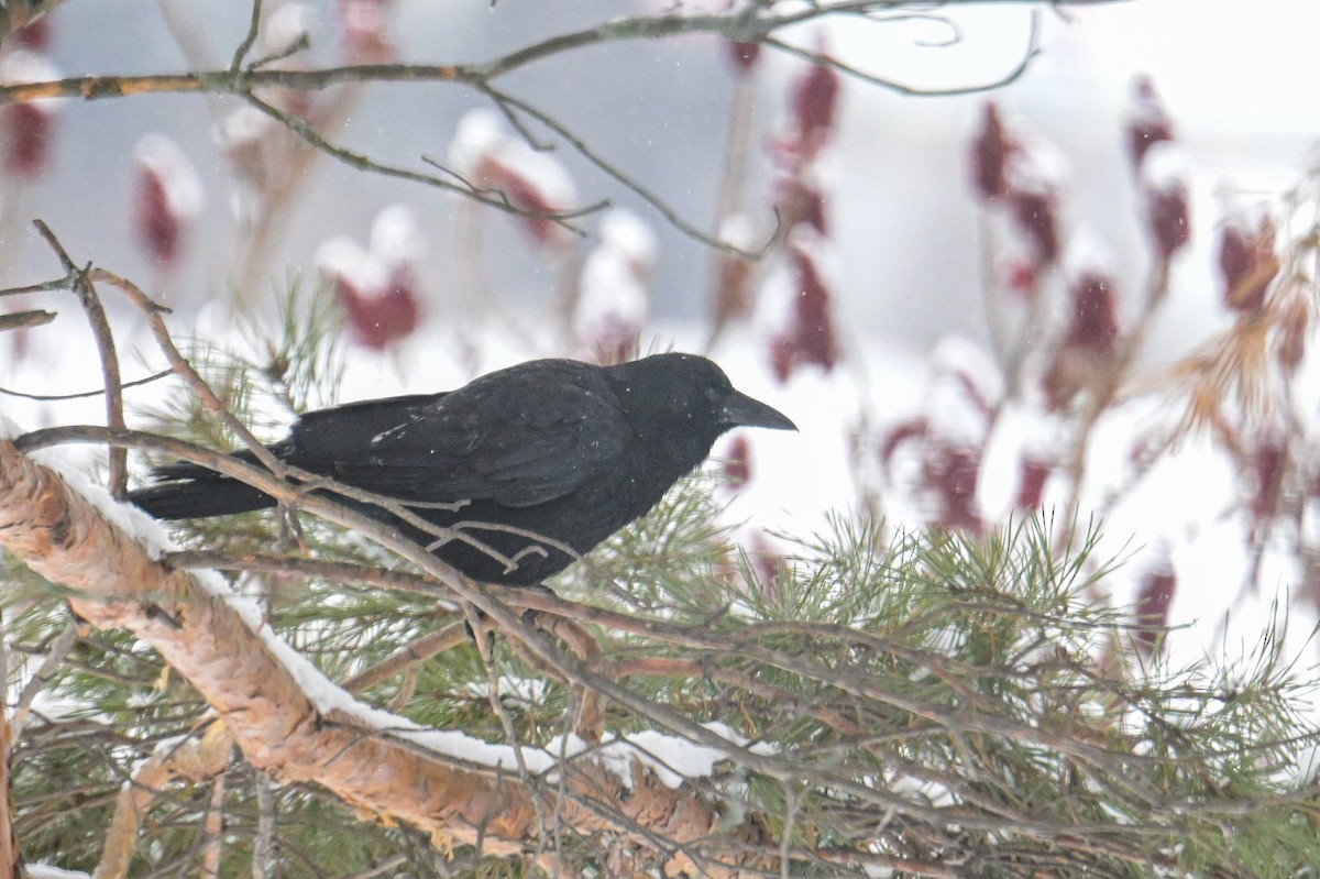 American Crow - ML646931716