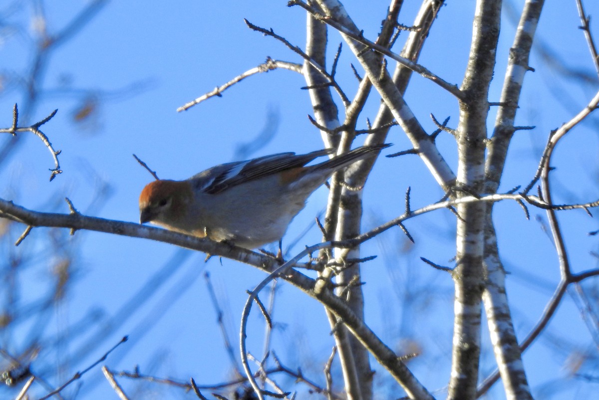 ギンザンマシコ - ML646931717