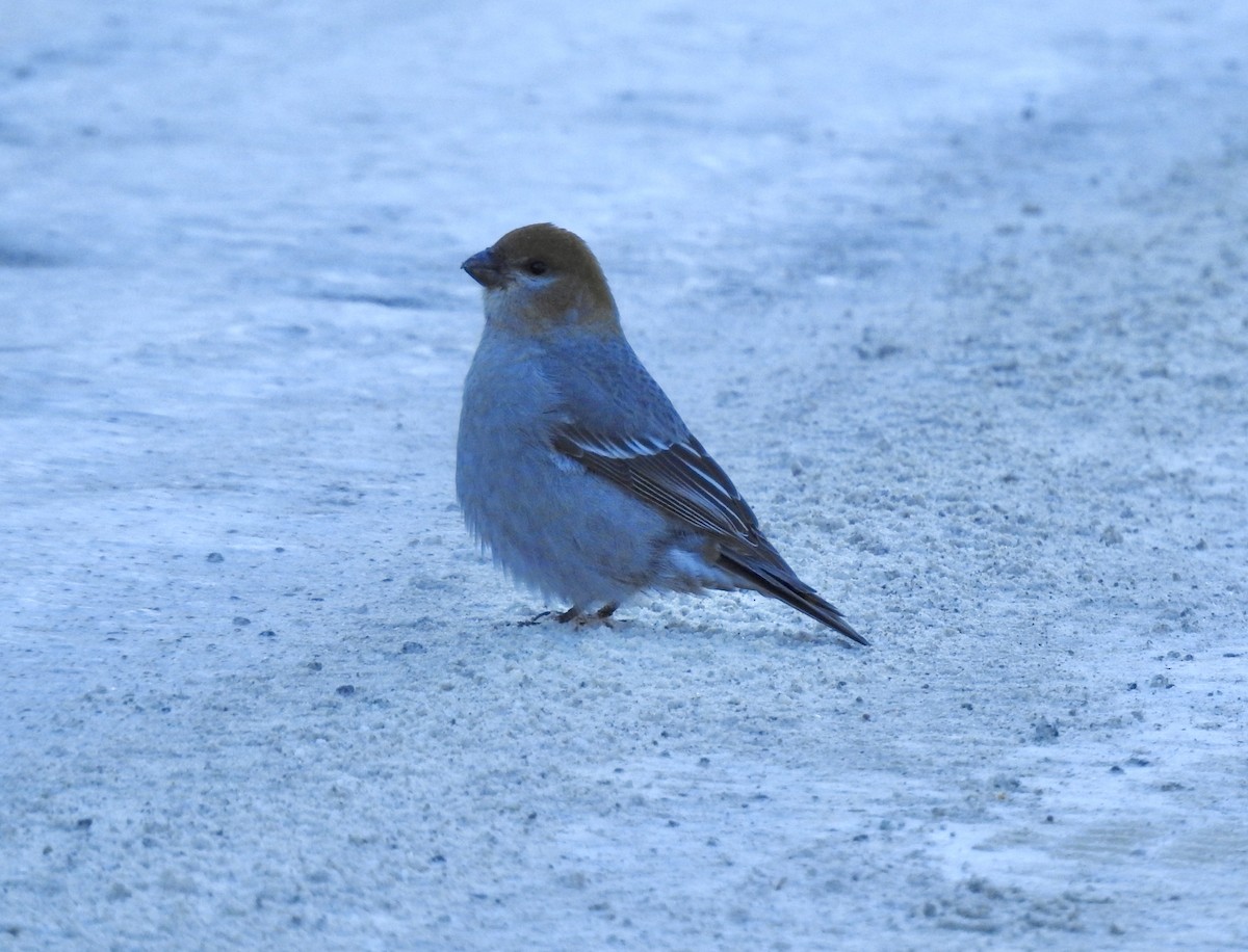 ギンザンマシコ - ML646931719