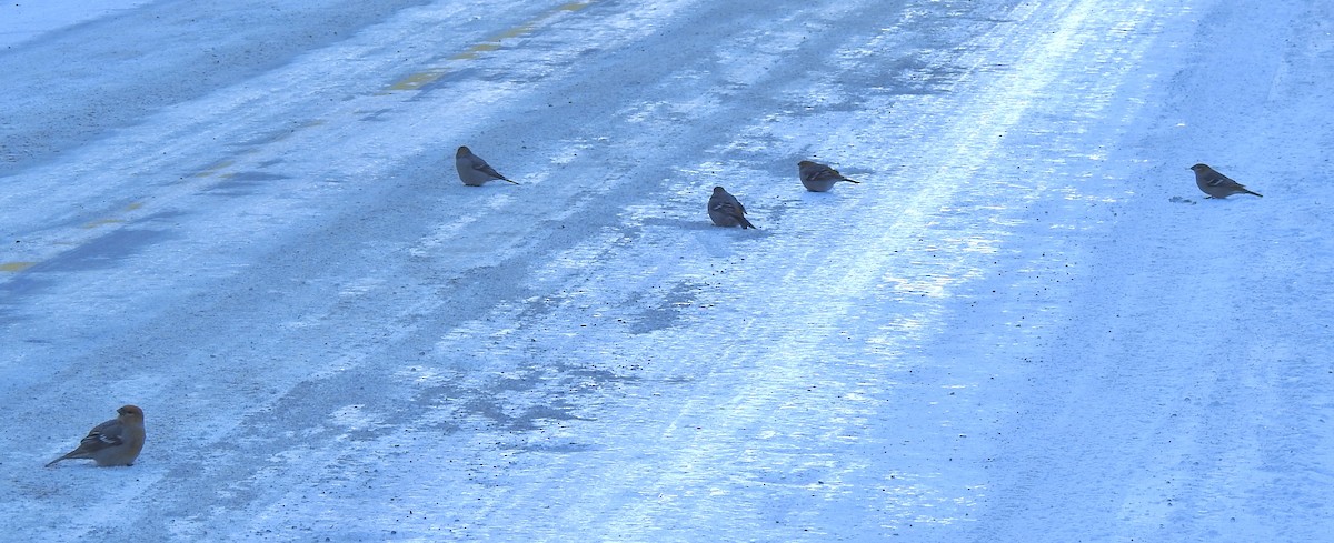 ギンザンマシコ - ML646931720