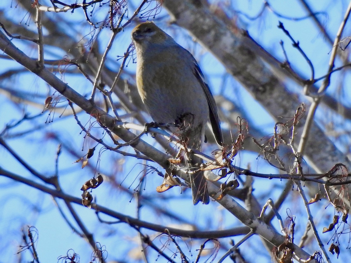 ギンザンマシコ - ML646931721