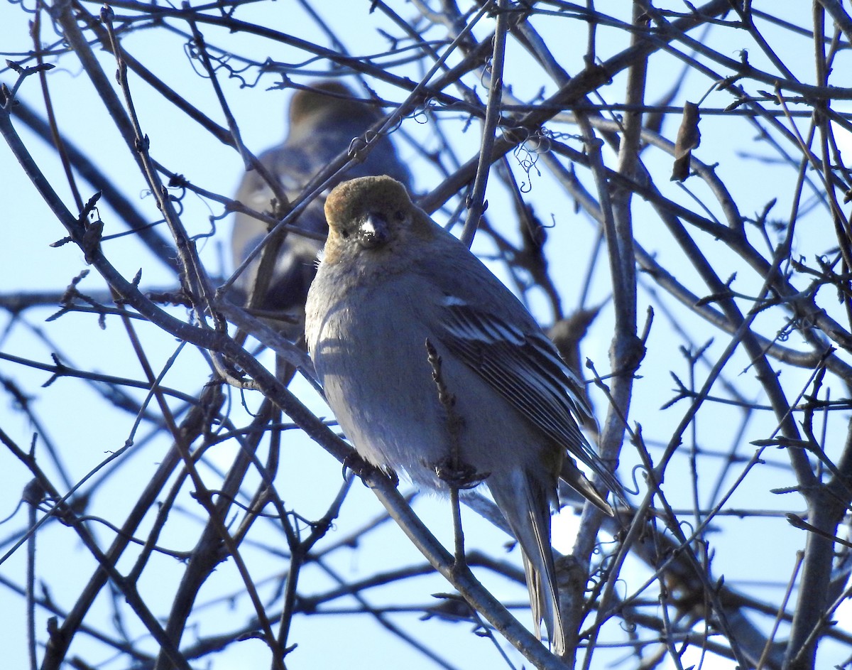 ギンザンマシコ - ML646931722