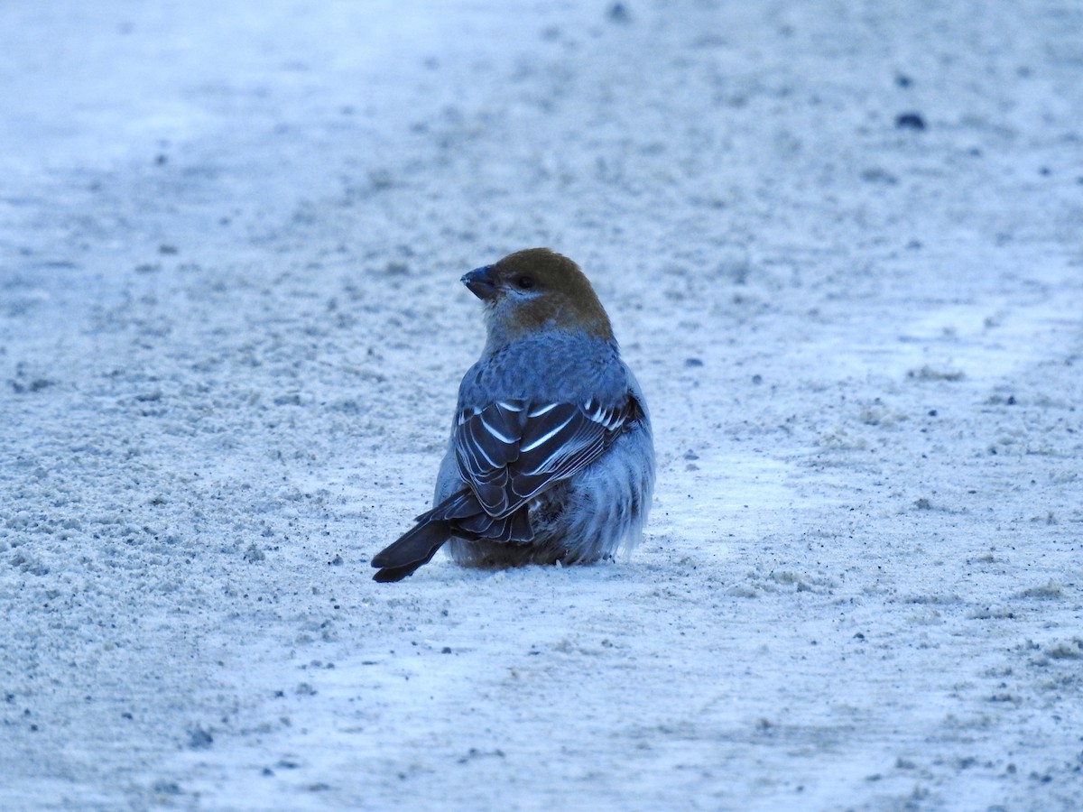 ギンザンマシコ - ML646931724