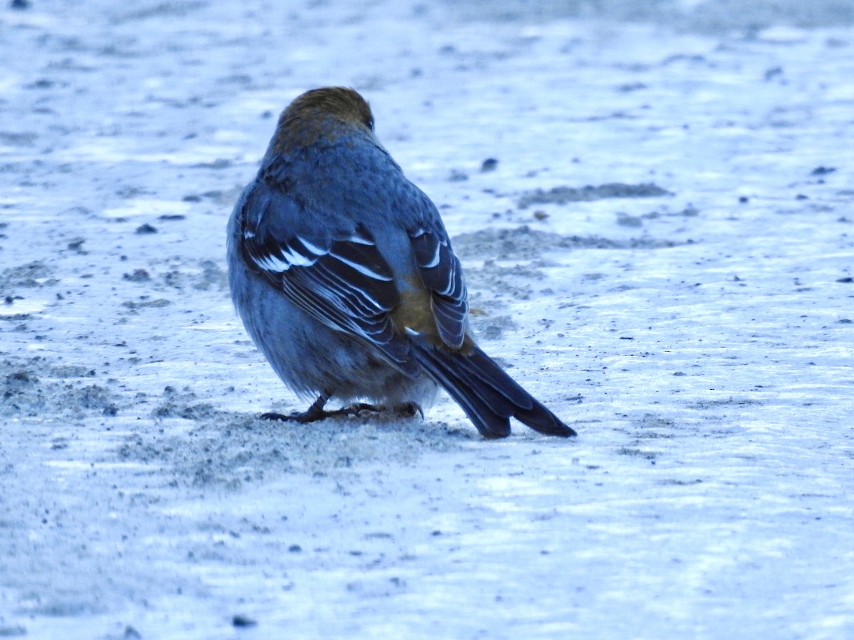 ギンザンマシコ - ML646931726