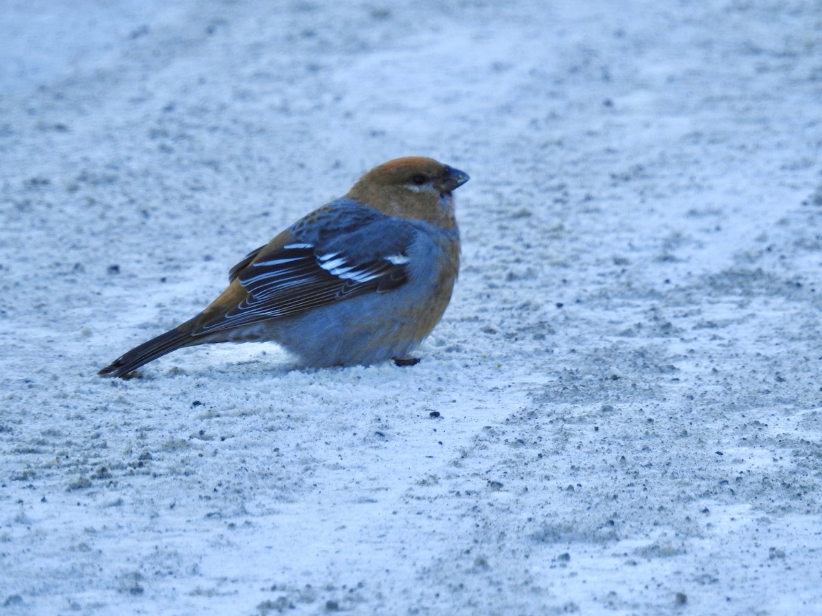 ギンザンマシコ - ML646931727