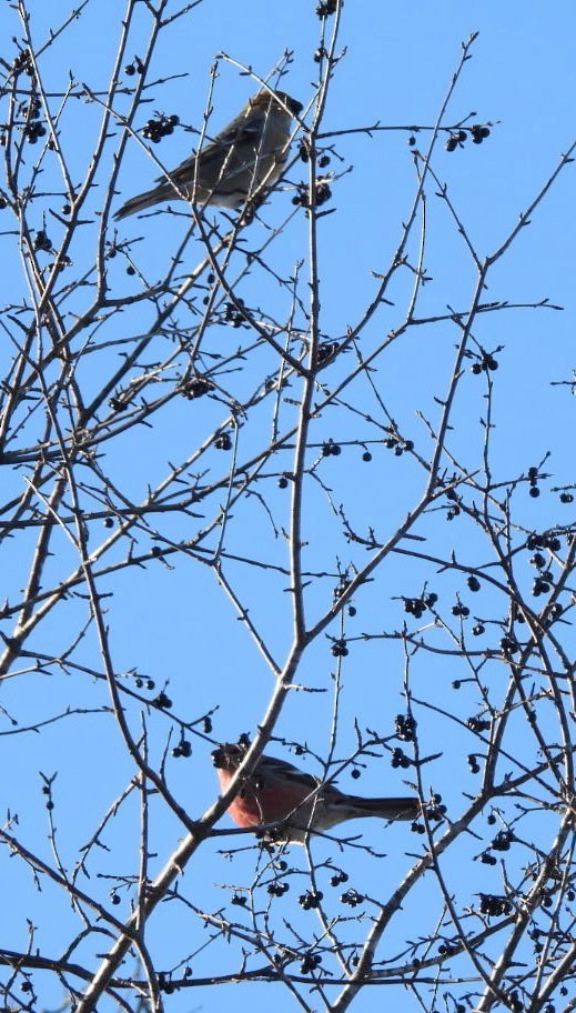 ギンザンマシコ - ML646931728