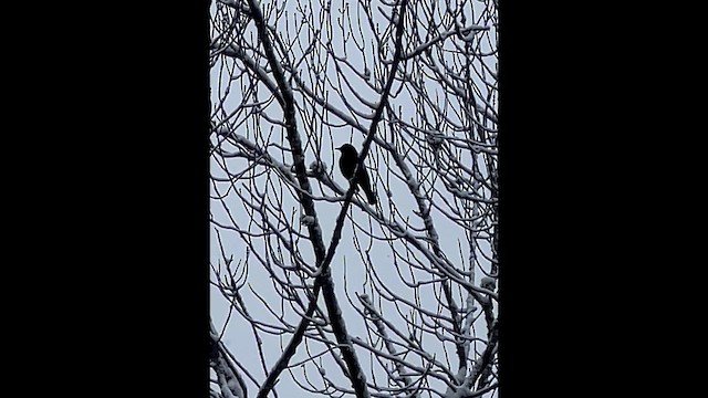 Трупіалець північний - ML646931730