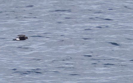 Sarı Ayaklı Fırtınakırlangıcı - ML646931731