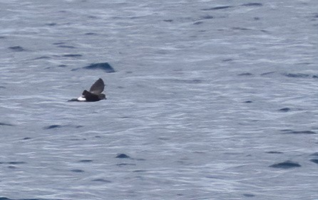 Sarı Ayaklı Fırtınakırlangıcı - ML646931732