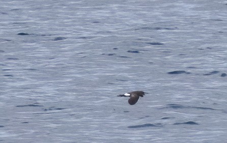 Sarı Ayaklı Fırtınakırlangıcı - ML646931733