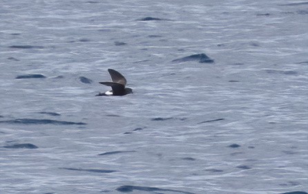 Sarı Ayaklı Fırtınakırlangıcı - ML646931734