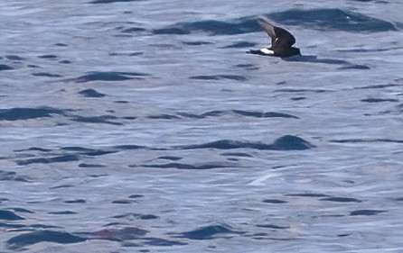 Sarı Ayaklı Fırtınakırlangıcı - ML646931735