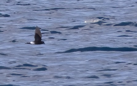 Sarı Ayaklı Fırtınakırlangıcı - ML646931736