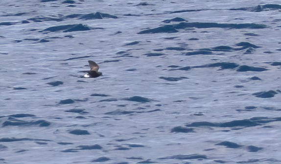 Sarı Ayaklı Fırtınakırlangıcı - ML646931737