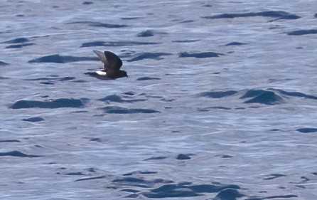 Sarı Ayaklı Fırtınakırlangıcı - ML646931738