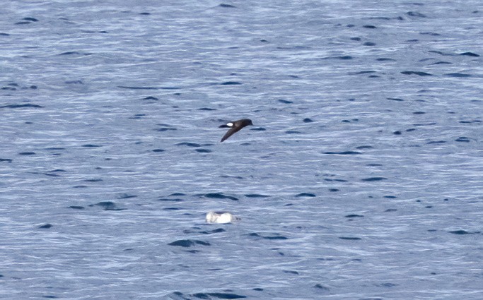 Sarı Ayaklı Fırtınakırlangıcı - ML646931739