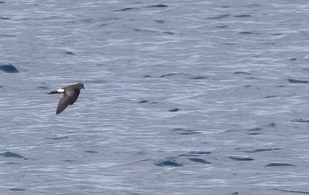 Sarı Ayaklı Fırtınakırlangıcı - ML646931740