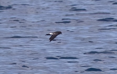 Sarı Ayaklı Fırtınakırlangıcı - ML646931741