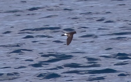 Sarı Ayaklı Fırtınakırlangıcı - ML646931742