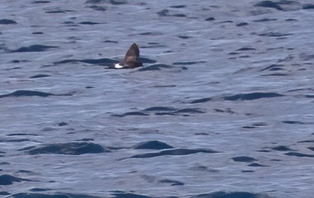 Sarı Ayaklı Fırtınakırlangıcı - ML646931743