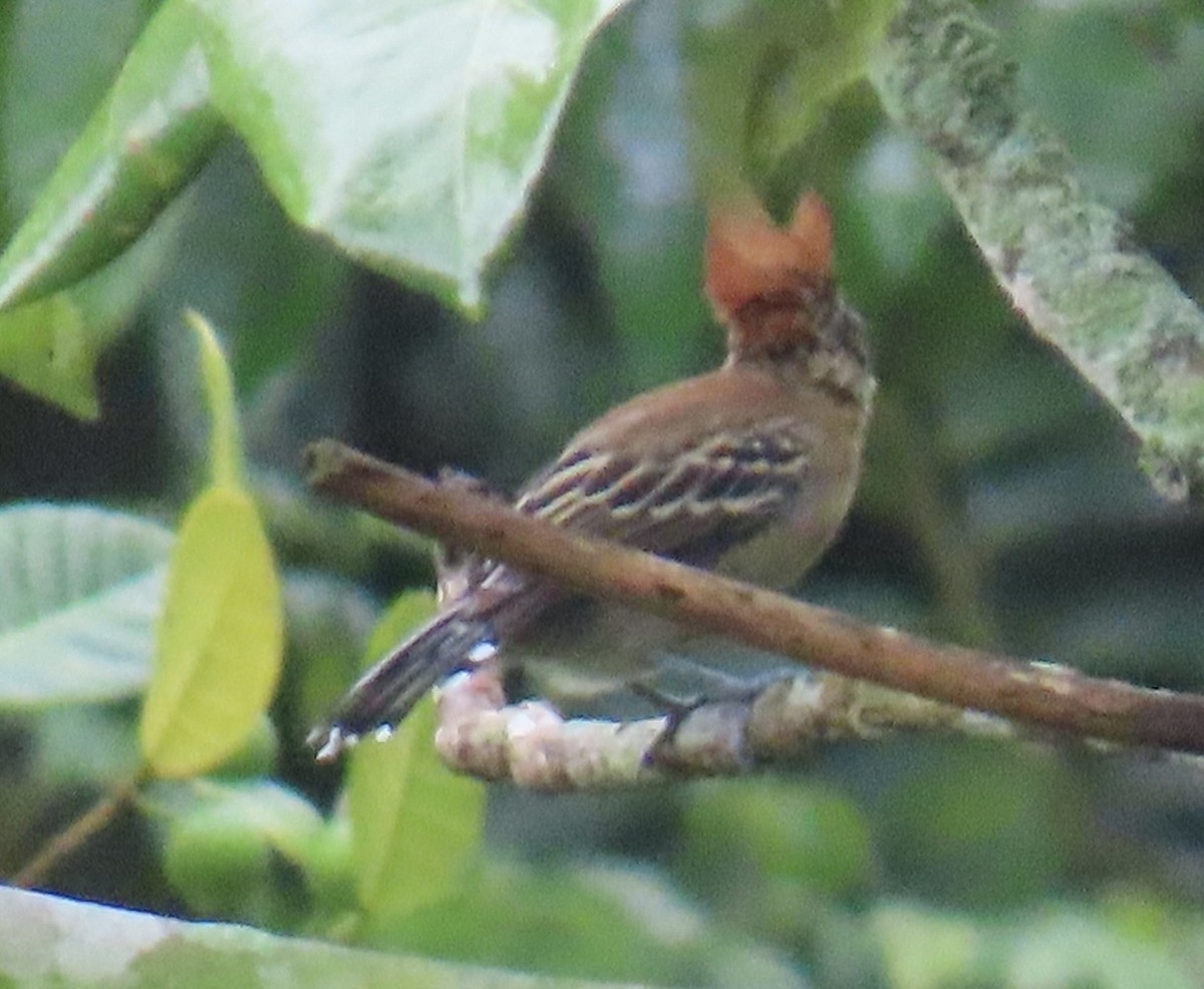 Black-crested Antshrike - ML646931745