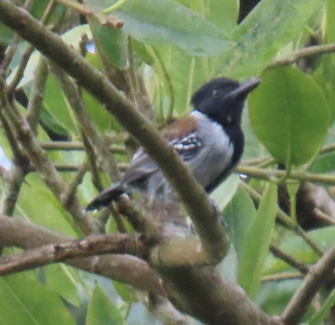 Black-crested Antshrike - ML646931746