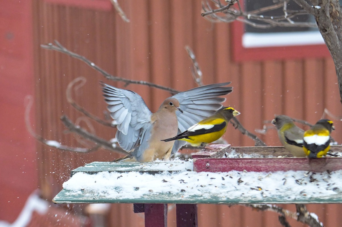 Zenaida arrunta - ML646931747